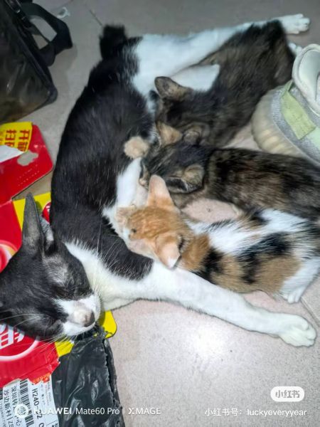 File:YangWei case related cats2.jpg