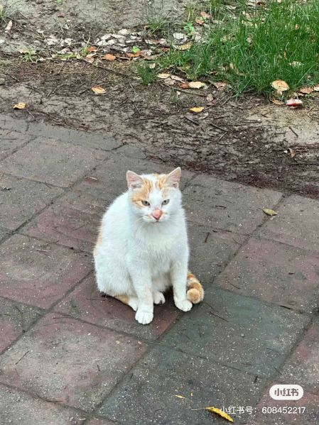 File:Xue Jie Pic 25.jpg