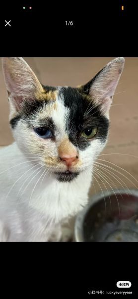 File:YangWei case related cats8.jpg