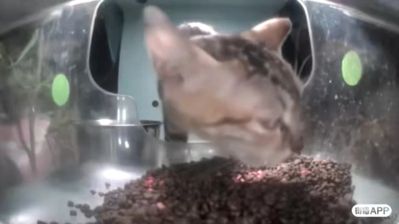 File:Qicaidiandian poisoning cats.jpg