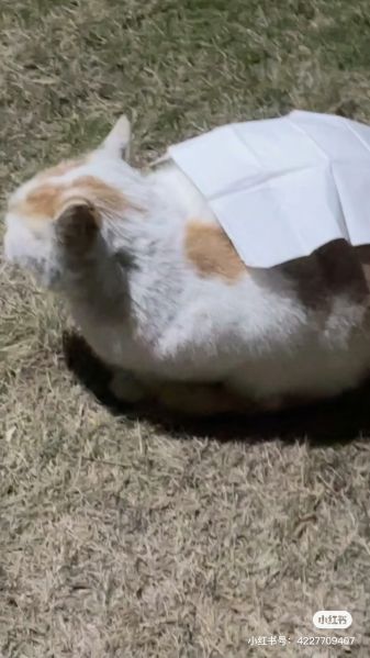 File:Xue Jie Pic 26.jpg