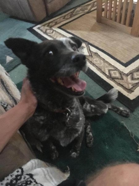 File:Hayoka the dog.jpg