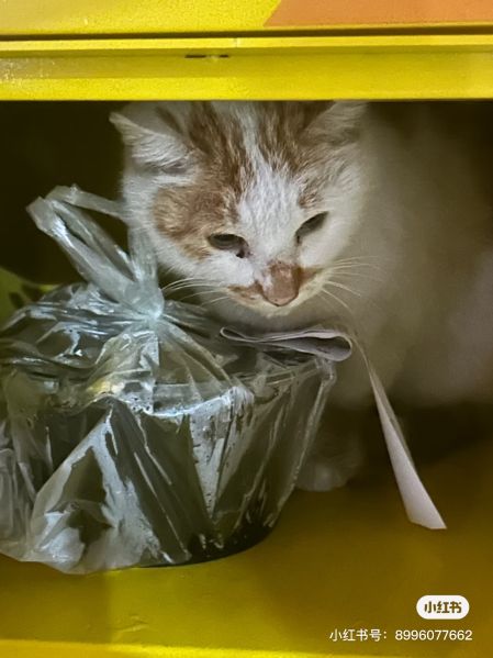 File:Xue Jie Pic 3.jpg