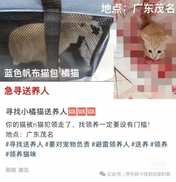File:Jiang Xu case victim cat2.jpg