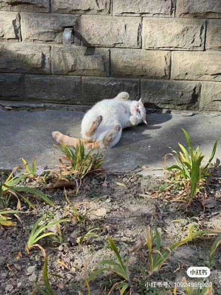 File:Xue Jie Pic 15.jpg