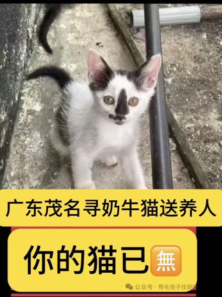 File:Jiang Xu case victim cat.jpg