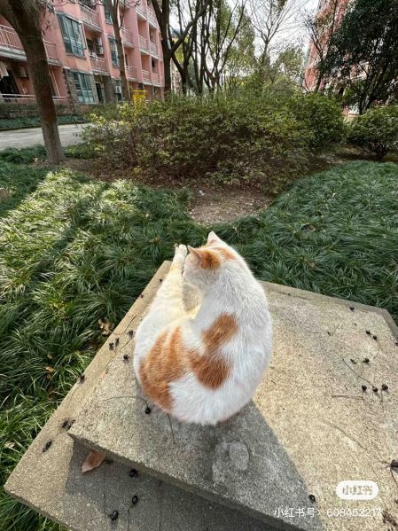 File:Xue Jie Pic 24.jpg