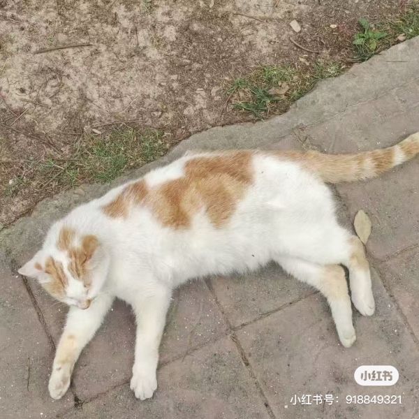 File:Xue Jie Pic.jpg