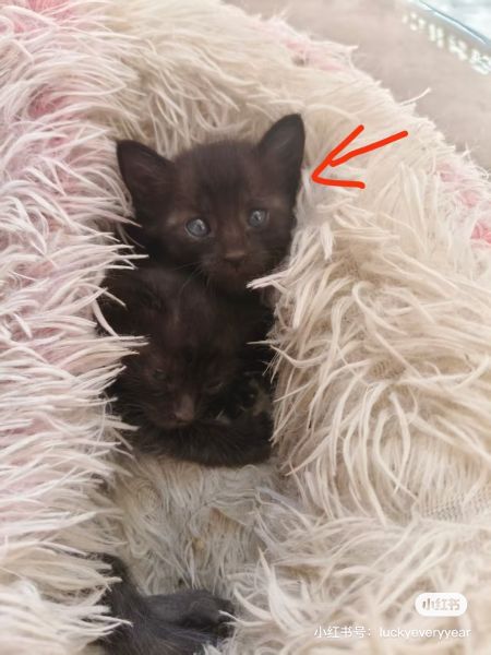 File:YangWei case related cats6.jpg