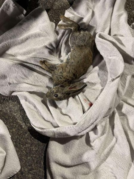 File:Gracie Giblin dead rabbit.jpg