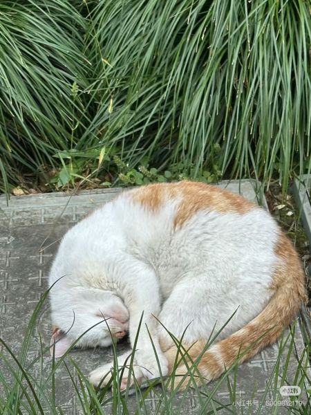 File:Xue Jie Pic 5.jpg