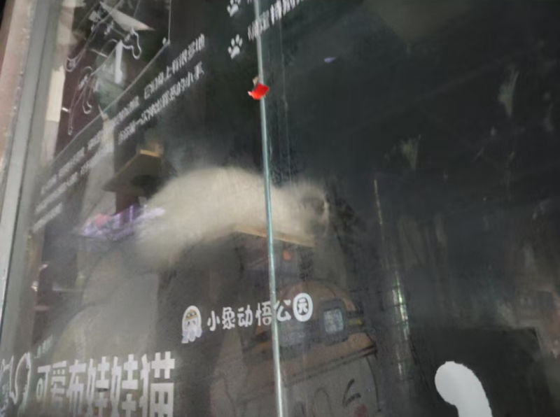 File:Indoor zoo cats.png