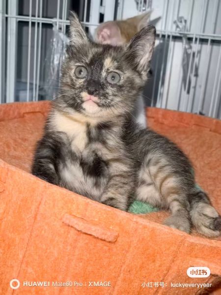 File:YangWei case related cats1.jpg