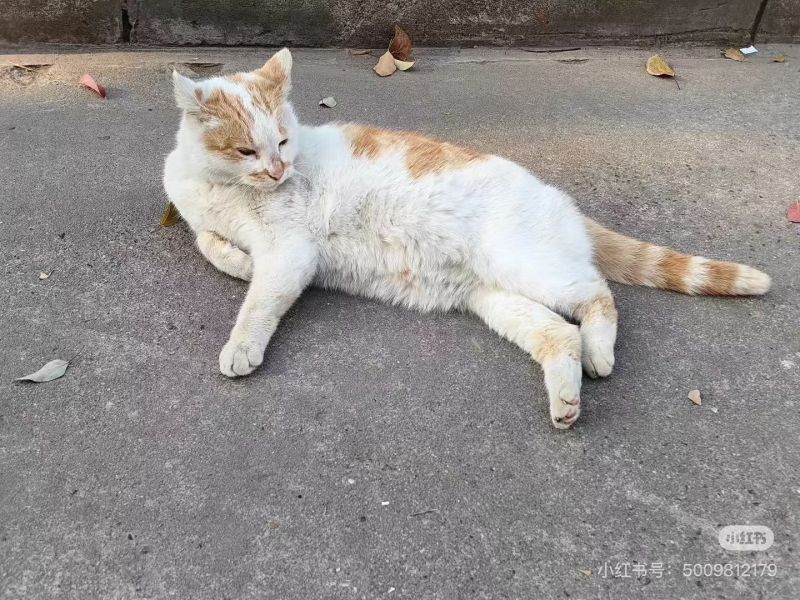 File:Xue Jie Pic 4.jpg