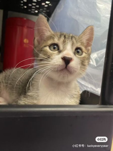 File:YangWei case related cats5.jpg