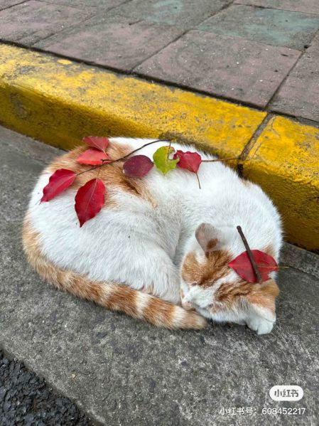 File:Xue Jie Pic 22.jpg