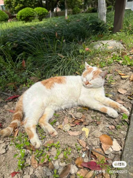 File:Xue Jie Pic 21.jpg