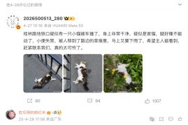 ''(The kitten) deserved it (death)"