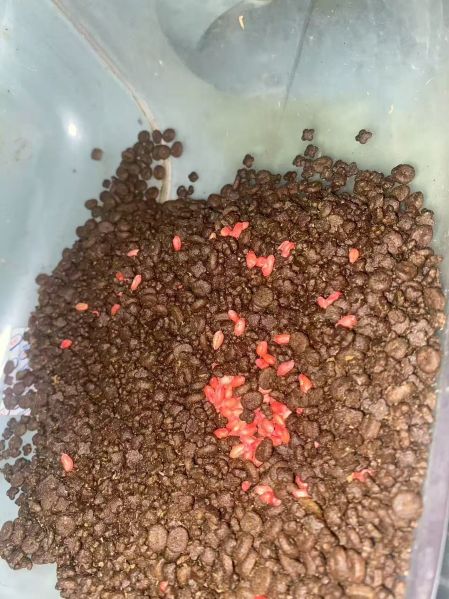 File:Qicaidiandian cat poison 1.jpg